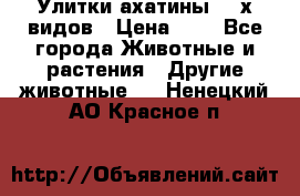 Улитки ахатины  2-х видов › Цена ­ 0 - Все города Животные и растения » Другие животные   . Ненецкий АО,Красное п.